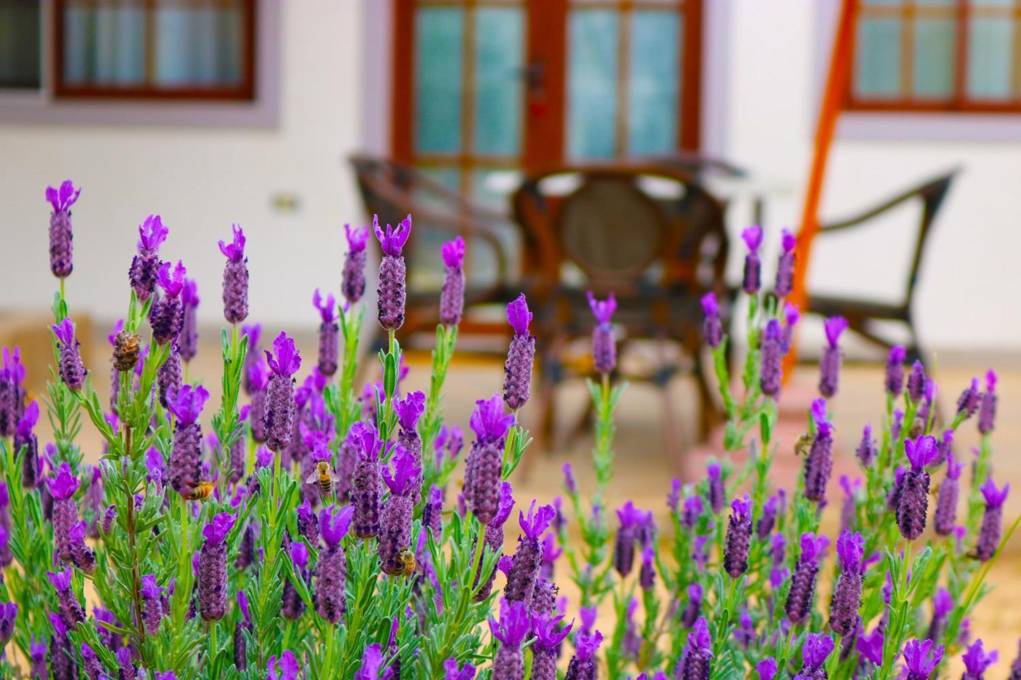 Hotel Boutique Solaz Bella Vista De Colchagua Санта-Крус Экстерьер фото